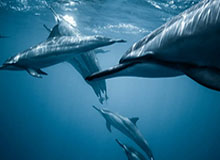 林诗栋4-2逆转黄友政 晋级全运会乒乓球男单八强